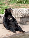 black bear seating