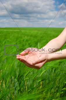 Hand hold something over wheat field.