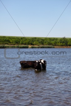 Village cow in water.