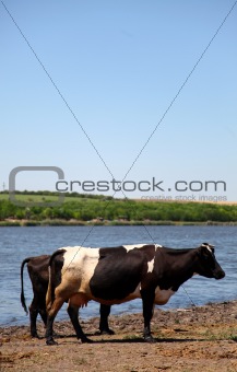 Village cow near water.