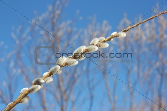 willow branch against the blue sky 
