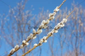 willow branch against the blue sky 