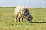 sheeps at field
