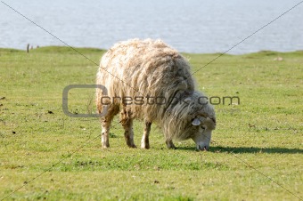 sheeps at field