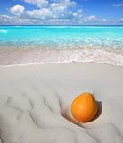 coconut on Caribbean beach white sand ripe