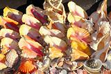 seashells shark jaws clams Caribbean sea souvenirs