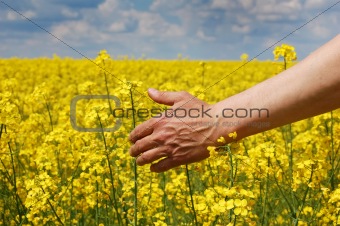 Farmer's hand over harvest of this year