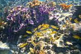 coral caribbean reef Mayan Riviera Grunt fish