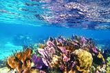 Caribbena coral reef Mayan riviera colorful