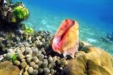 Seashell in caribbean reef colorful sea Mayan Riviera