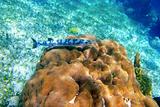 Barracuda fish over coral reel in Mayan Riviera