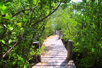 mangrove forest walkway jungle mexico