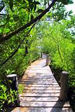 mangrove forest walkway jungle mexico
