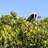 frigate baby bird in Contoy island mangrove