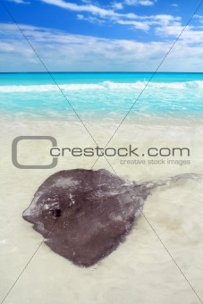  stingray Dasyatis americana in Caribbean beach
