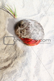 Red Legged Hermit Crab in Mexico beach sand