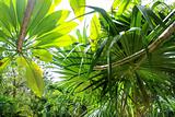jungle rainforest atmosphere green background