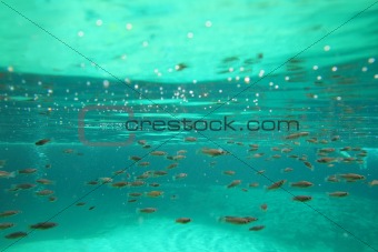 mangrove little fishes real ecosystem underwater