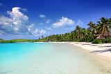 Contoy Island palm treesl caribbean beach Mexico