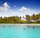 Caribbean pelican turquoise beach tropical sea