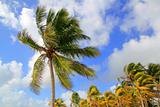 Coconut palm trees tropical typical background