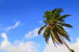 Coconut palm trees tropical typical background