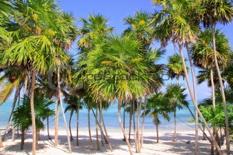Chit palm tree in caribbean tropical beach