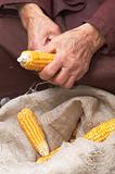 Old hands with corn