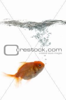 Pets fish in water