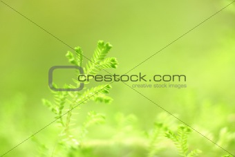 background with plants