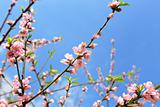 sakura japanese cherry blossoms