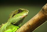 green iguana on tree branch