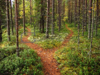 Crossroads in the forest