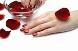 Beautiful hand with perfect nail red manicure and rose petals.