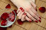 Beautiful hand with perfect nail red manicure and rose petals.