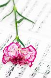 Romatic concept - red carnations flower on musical notes page