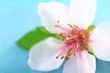 Anthers and Stigma of a Peach Blossom