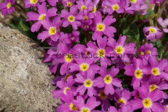 pink flowers for natural background
