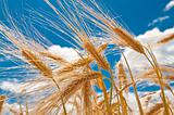 gold wheat and blue cloudy sky