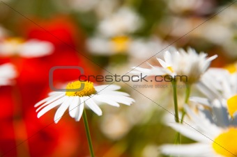 White and yellow daisies 