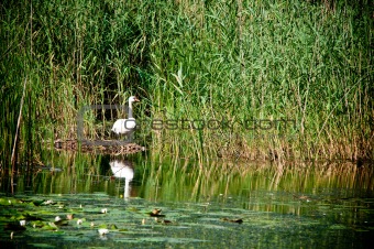swan in reeds on the pond