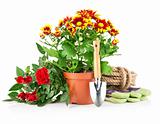 garden plants with flowers roses and equipments