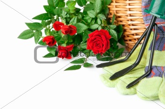 garden equipment with rose flowers