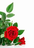 red rose with green leaves 