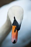 Closeup of a swan
