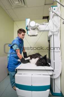 Vet taking out X-ray of a dog