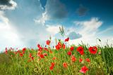 Field with red poppies under sky