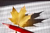 Pencil and maple leaf