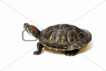 Red eared turtle on white