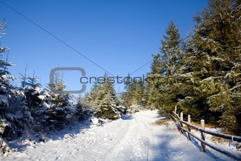 Road in winter forest